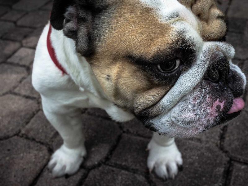 Francisco Paredes Santo Domingo